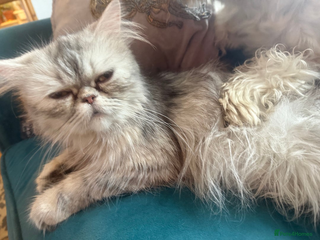 Persian cats for sale: Half Persian Beautiful Kittens  - Image 11