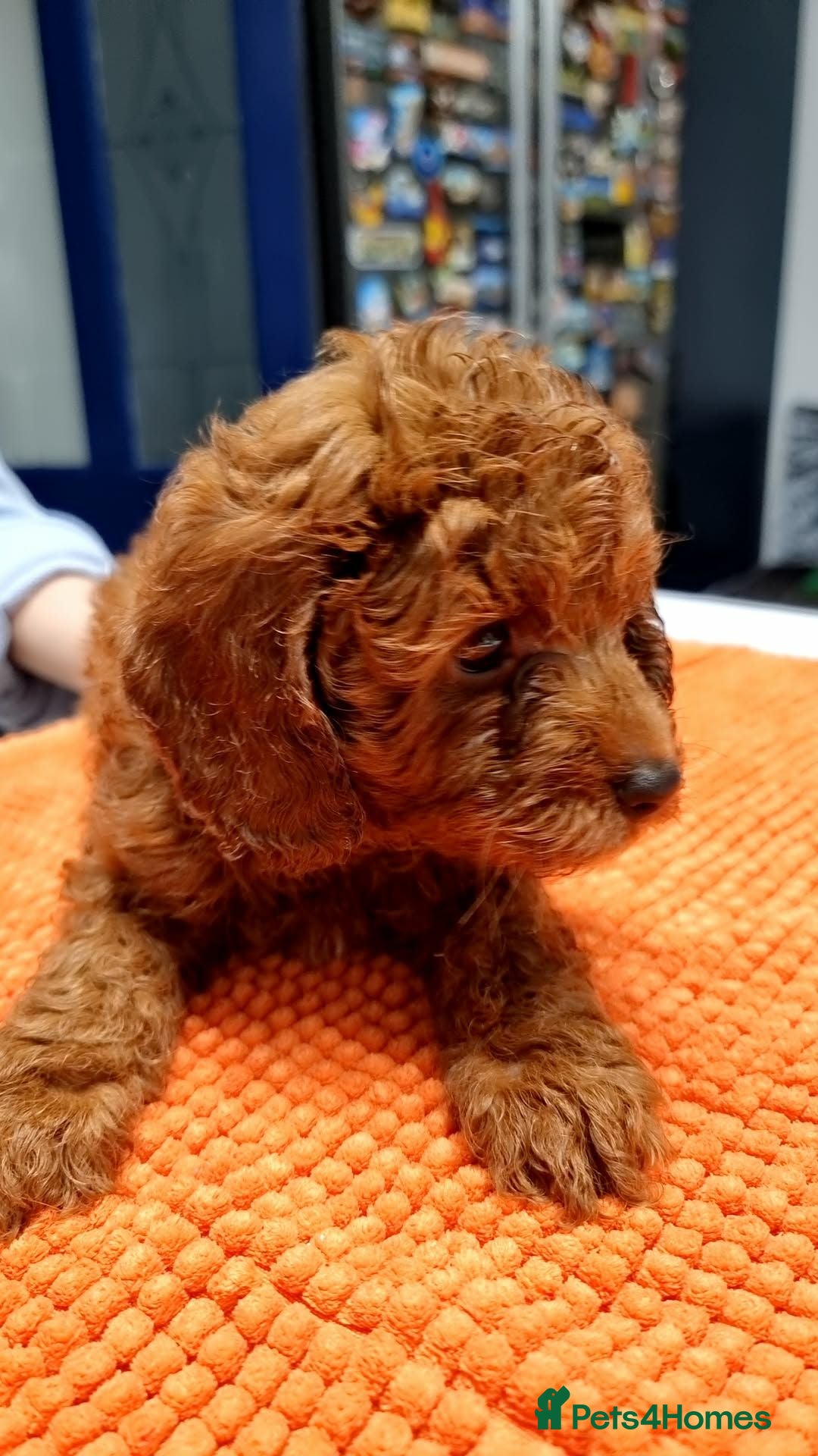 Cavapoo dogs Cavapoo - Advert 1