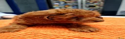 Cavapoo dogs for sale: Cavapoo - Advert 1