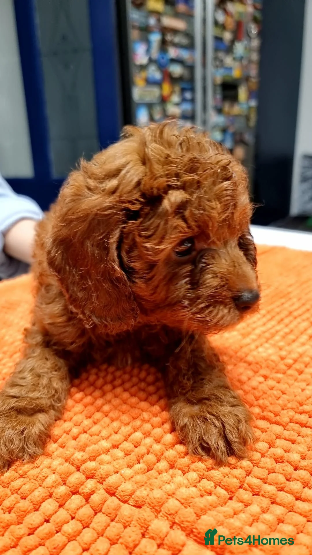 Cavapoo dogs for sale: Cavapoo - Advert 1