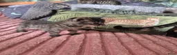 Savannah cats for sale: F3 savannah kittens - Advert 8