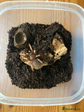 Tarantulas invertebrates - Advert 5