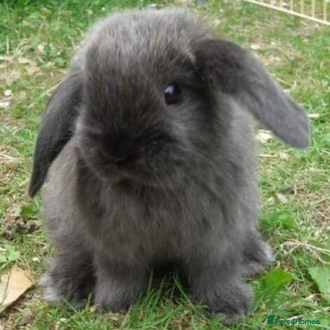 Mini Lop rabbits for sale: Vaccinated babies, wormed, flead ready now  - Image 11
