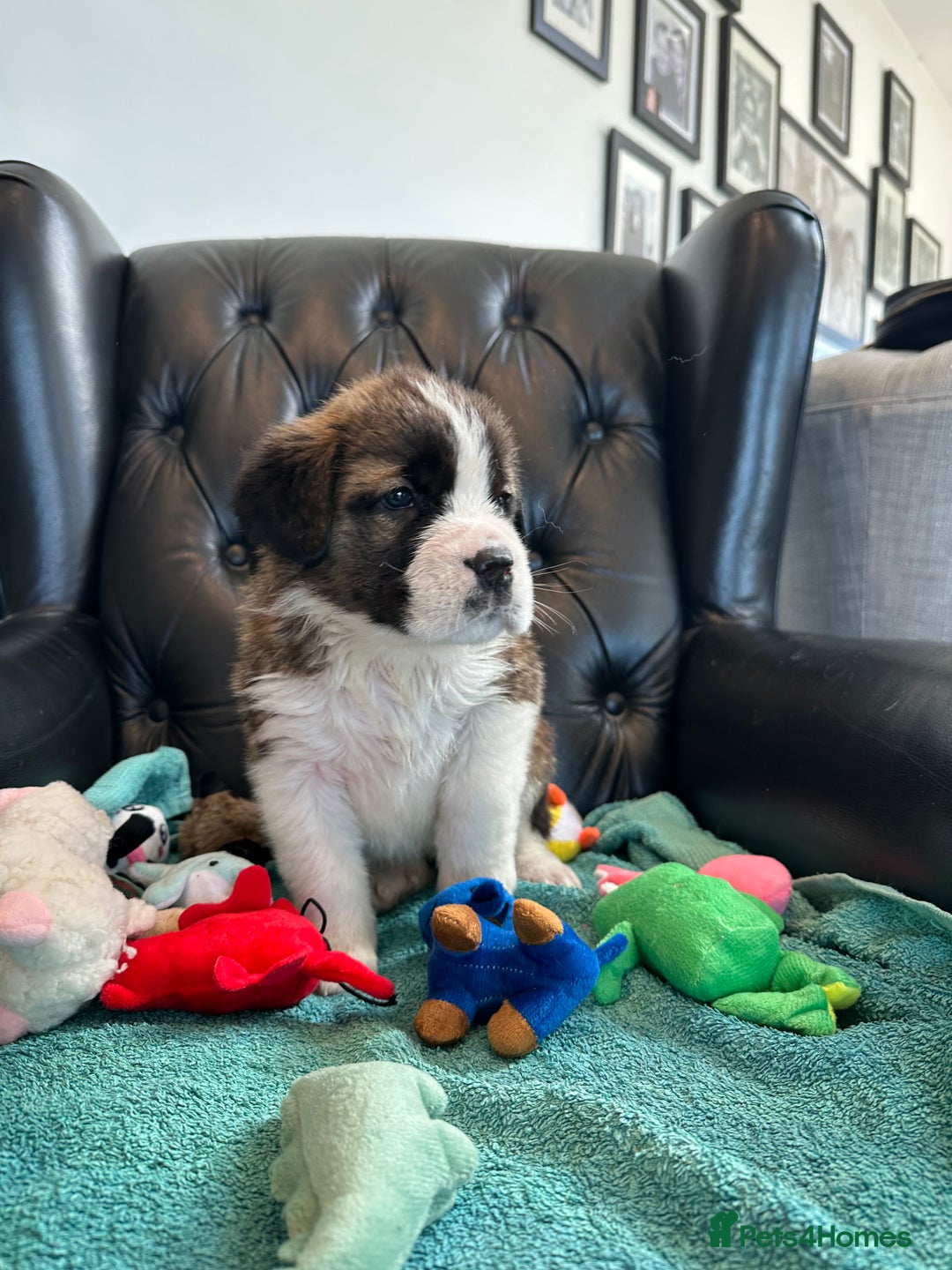 Saint Bernard dogs for sale: KC Registered St. Bernards For Sale! - Image 21