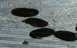 Snails fish for sale: Freshwater  nerite snails  - Image 11