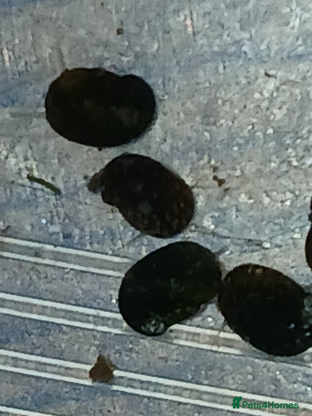 Snails fish for sale: Freshwater  nerite snails  - Image 11