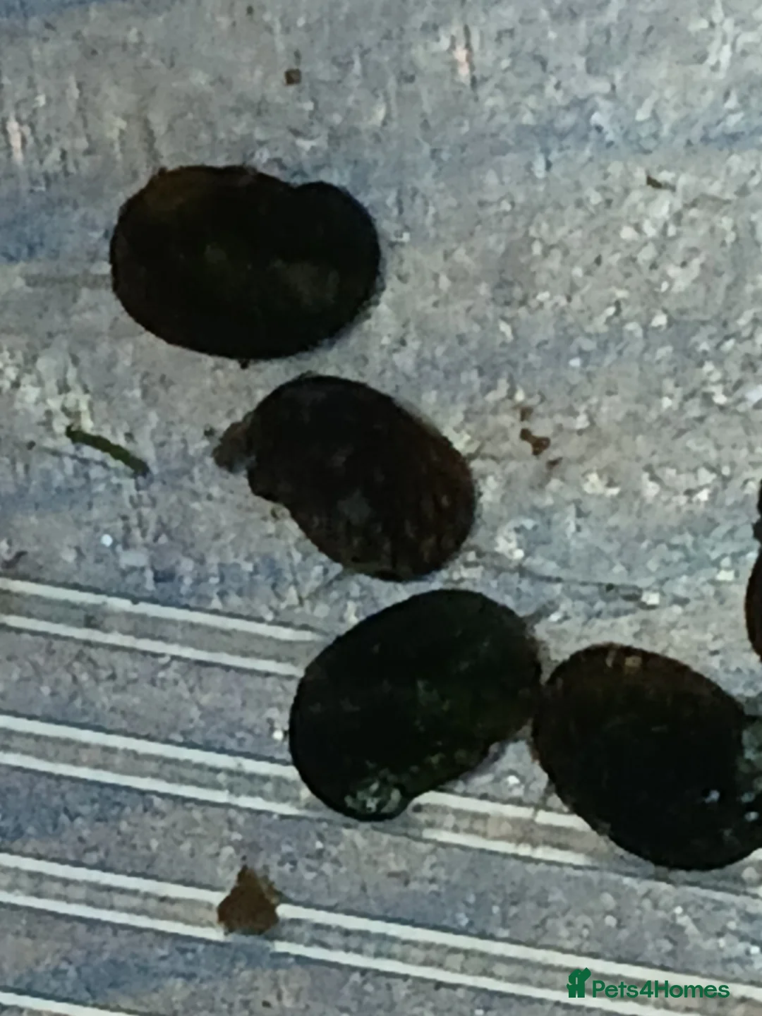 Snails fish for sale: Freshwater  nerite snails  - Advert 11