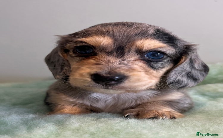 Miniature Dachshund dogs - Advert 1