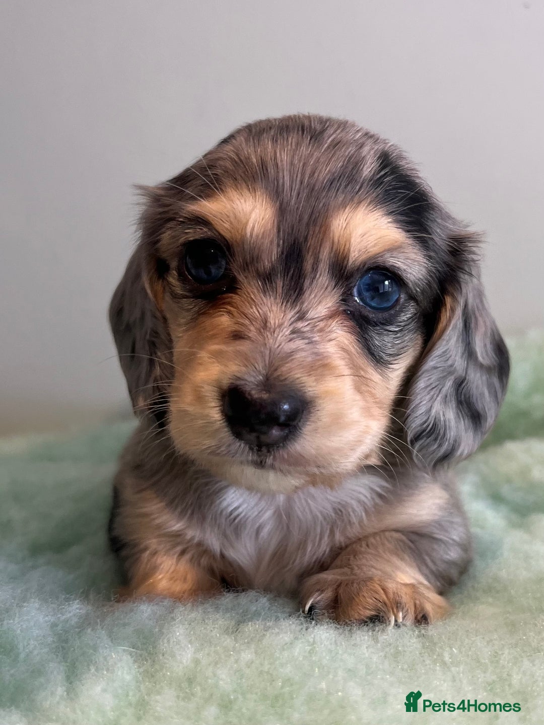 Miniature Dachshund dogs for sale: Miniature long hair dachshund  - Image 1
