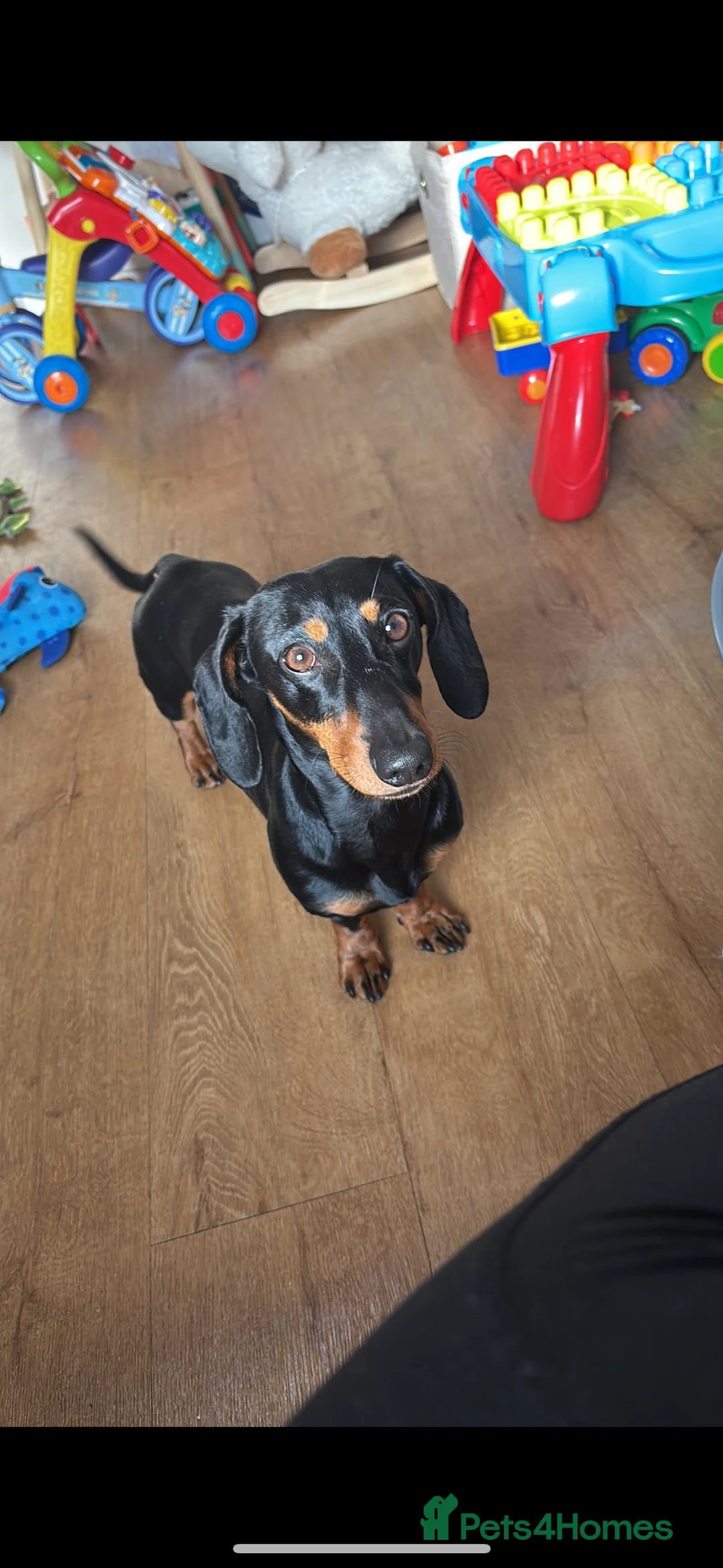 Miniature Dachshund dogs for sale: Reggie- 4 Years Old  - Advert 6