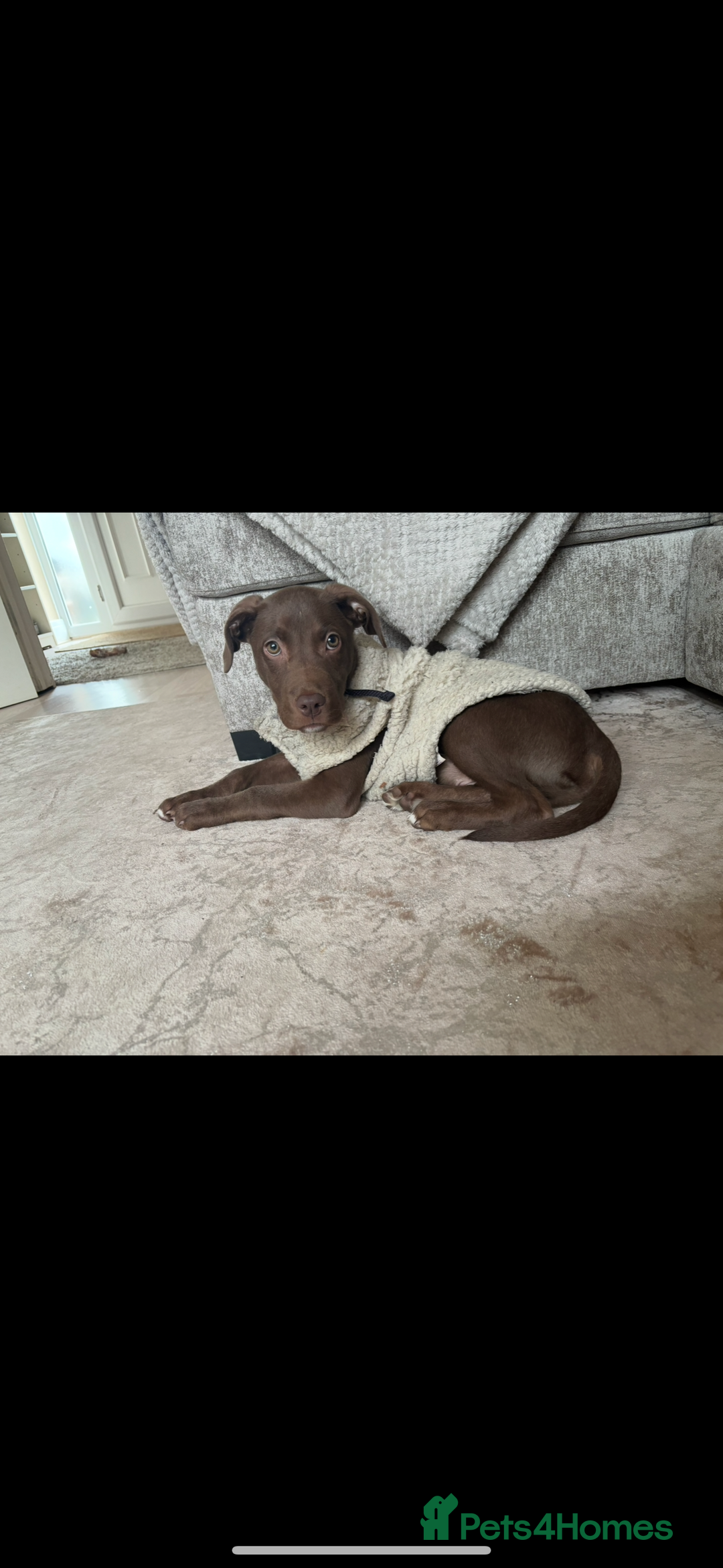 Mixed Breed dogs for sale: Labrador x staff  - Advert 3