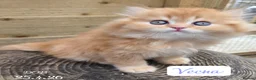British Longhair cats for sale: 💖 Champion Line, British SH/LH Cuties 💖 - Advert 1