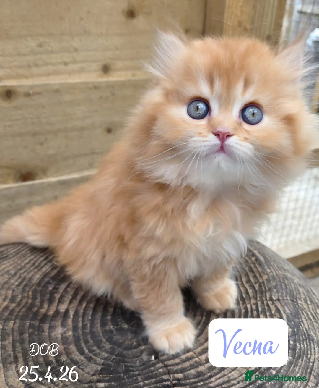 British Longhair cats for sale: 💖 Champion Line, British SH/LH Cuties 💖 - Advert 1
