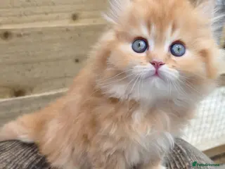British Longhair cats for sale: 💖 Champion Line, British SH/LH Cuties 💖 - Advert 1
