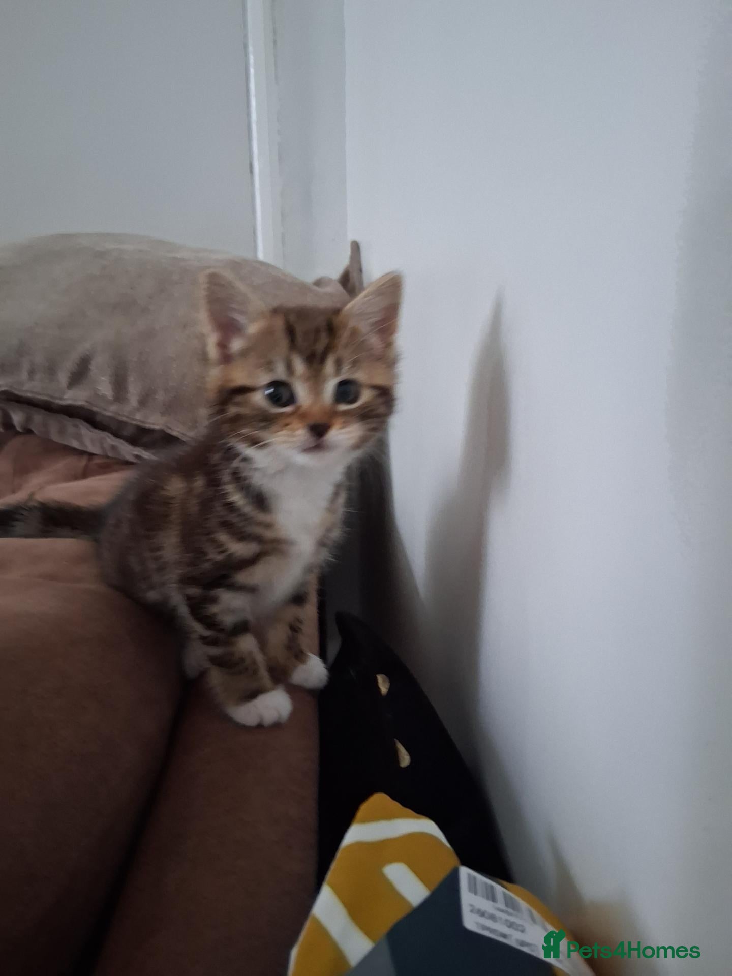 Mixed Breed cats Kittens 4 sale - Advert 14