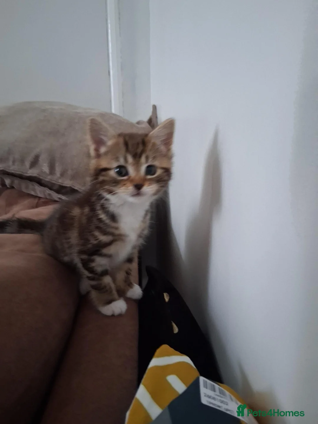 Mixed Breed cats for sale: Kittens 4 sale in Bishop Auckland - Advert 1