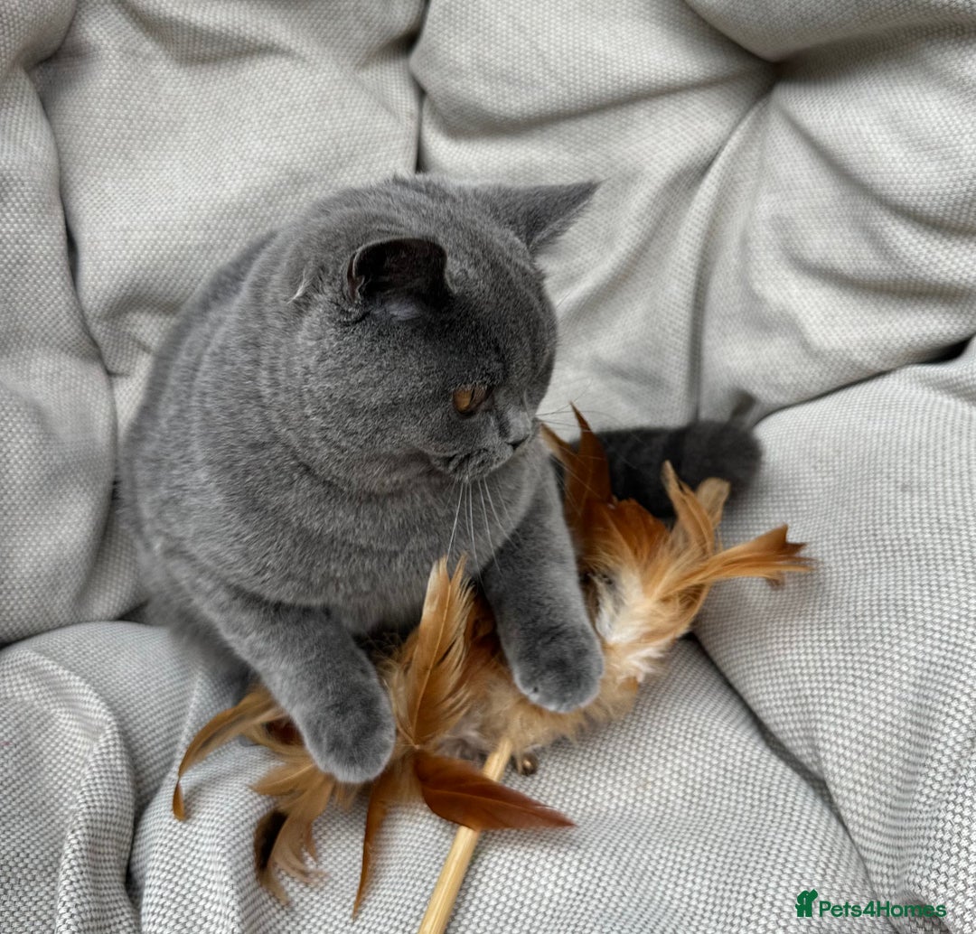 British Shorthair cats for sale: British Shorthair Chunky kittens - Image 18