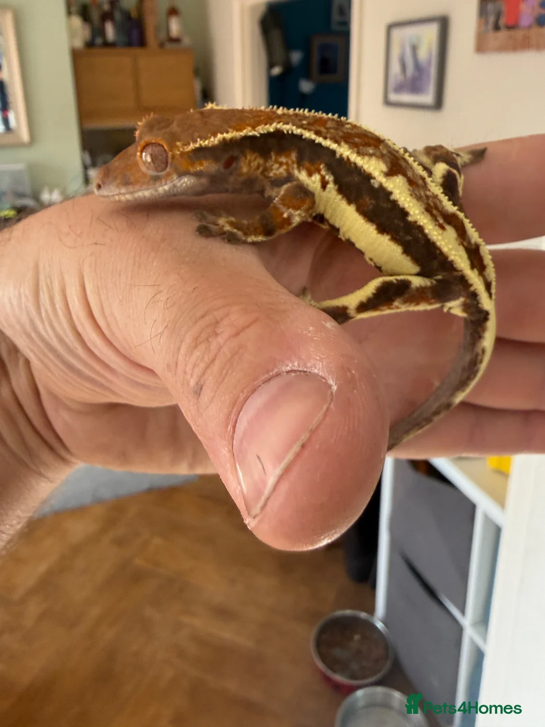 Gecko reptiles for sale: Crested Geckos  - Advert 24