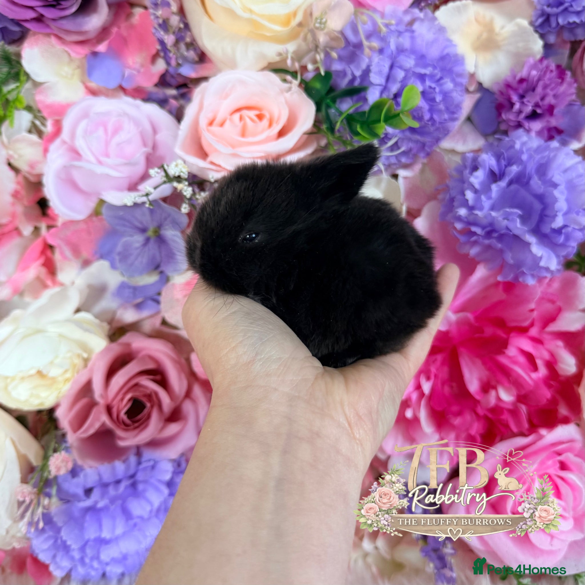 Mini Lop rabbits 🌸 Vaccinated Friendly Mini Lops 🌸 xxx - Advert 18