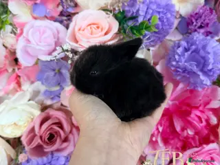 Mini Lop rabbits 🌸 Vaccinated Friendly Mini Lops 🌸 xxx - Advert 18
