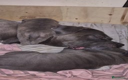 Mixed Breed dogs for sale: Cane corso x shar pei  - Image 8