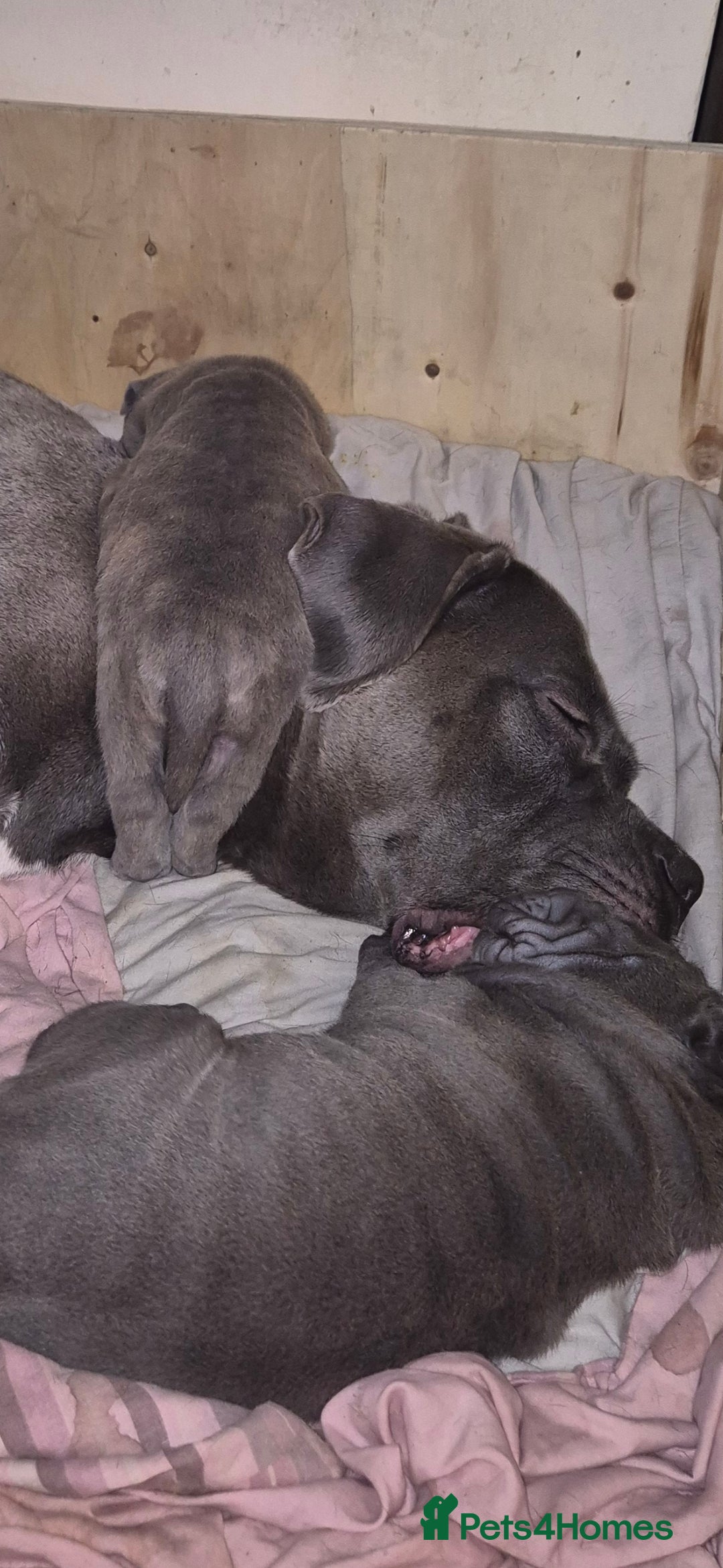 Mixed Breed dogs for sale: Cane corso x shar pei  - Image 8