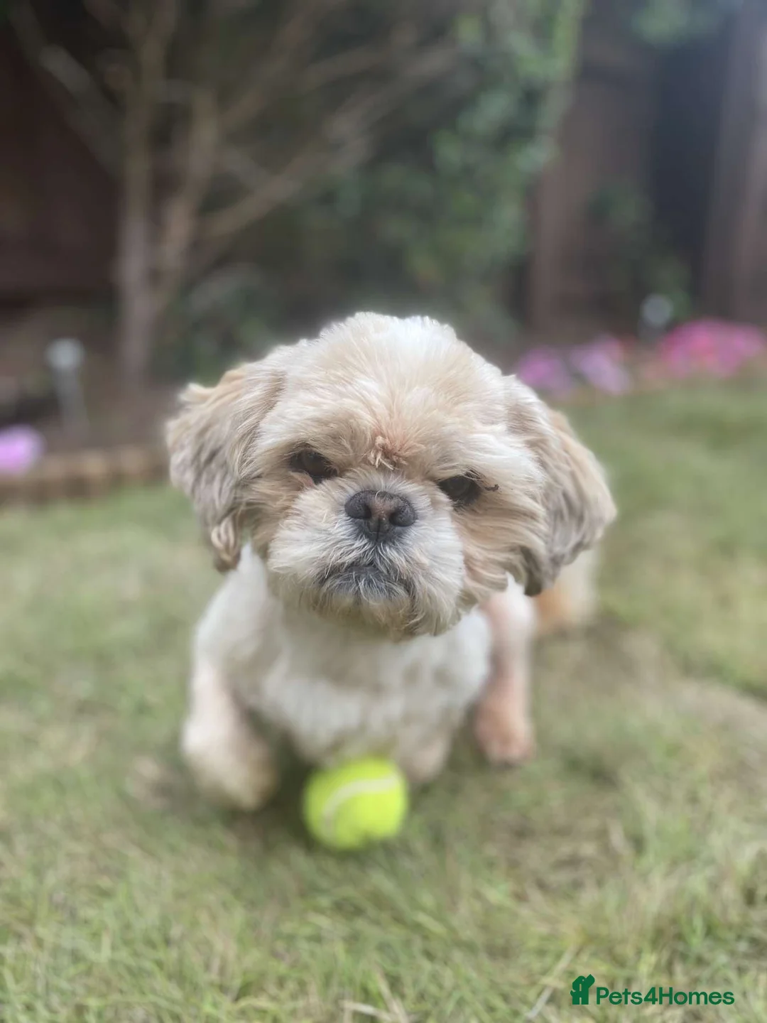 Shih Tzu dogs for stud: Gorgeous KC registered, Shih Tzu stud dog in Cullompton - Advert 9