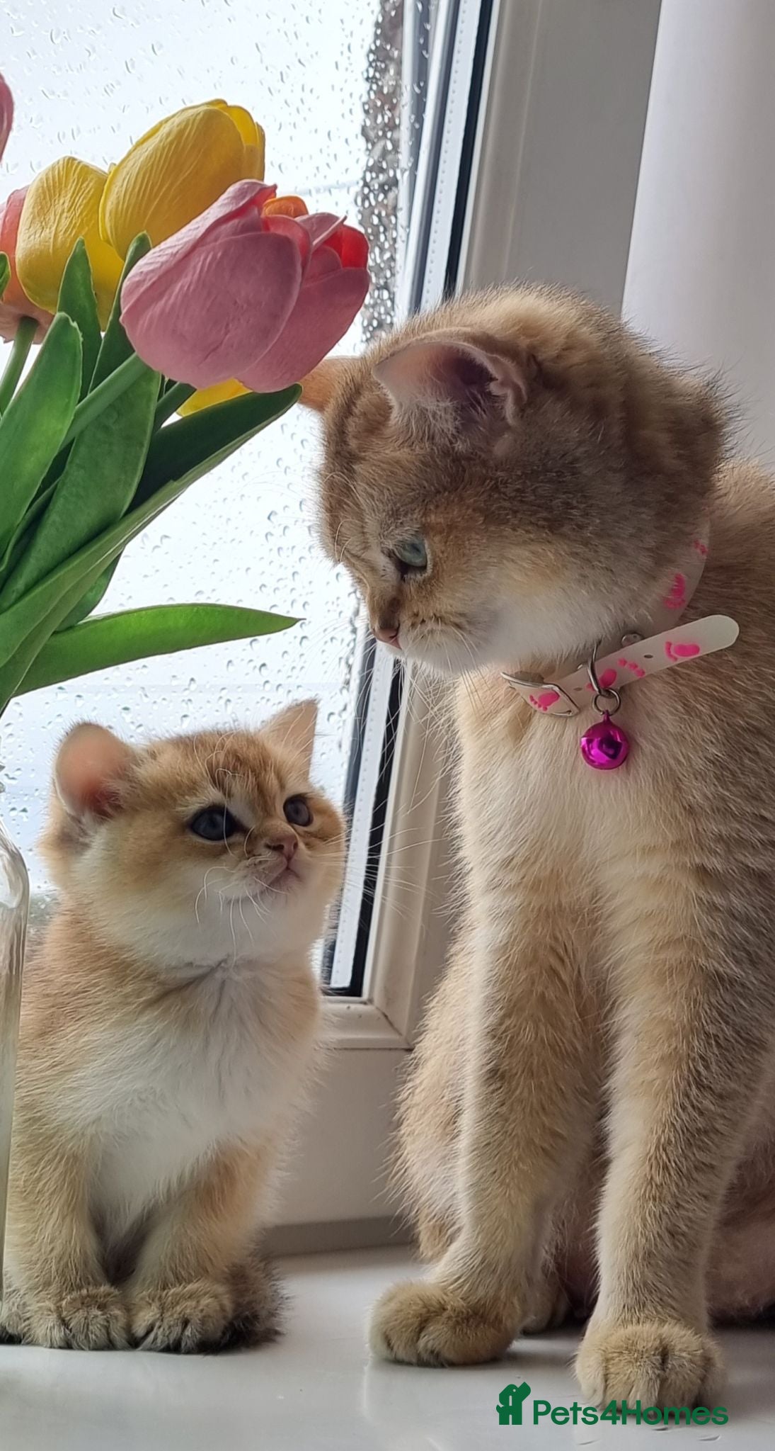 British Shorthair cats Pedigree Golden British Shorthair kittens - Advert 14