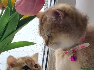 British Shorthair cats Pedigree Golden British Shorthair kittens - Advert 14