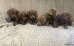 Labrador Retriever dogs for sale: Stunning silver Labradors puppy’s  - Advert 5