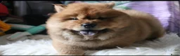 Chow Chow dogs for sale: Beautiful Chow girls available now  - Advert 25