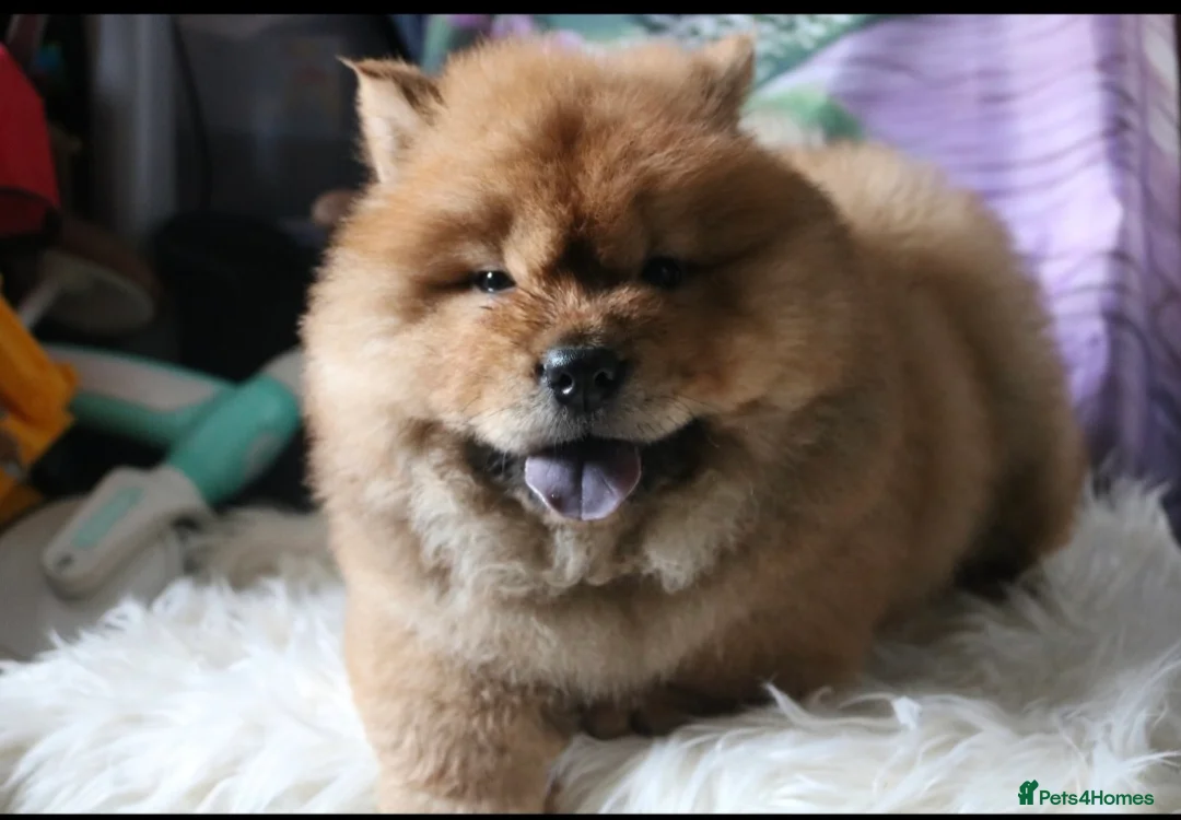 Chow Chow dogs for sale: Beautiful Chow girls available now  - Advert 25