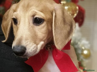 Mixed Breed dogs 2 left**stunning saluki lurcher puppies - Advert 8