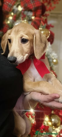 Mixed Breed dogs 2 left**stunning saluki lurcher puppies - Advert 1