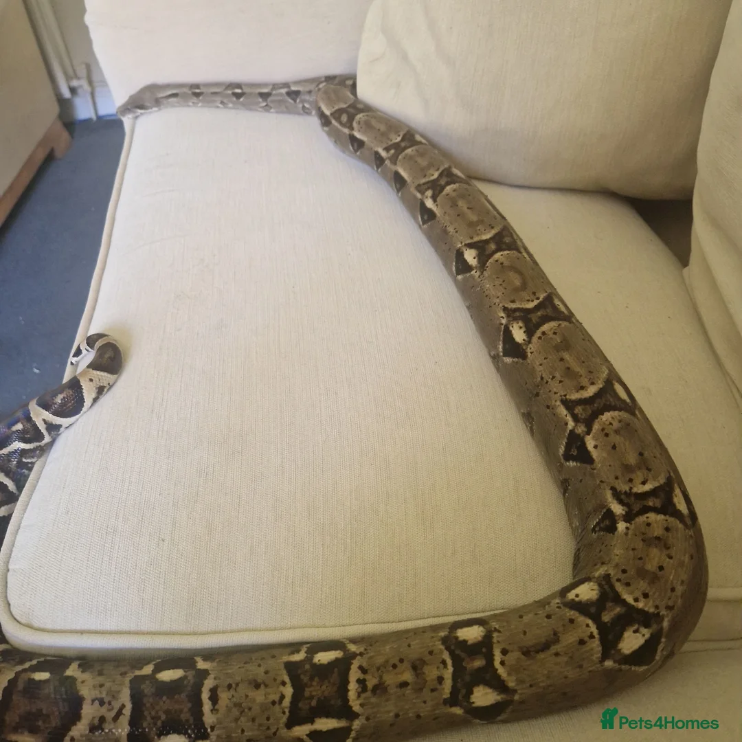 Boa Snake reptiles for sale: Boa and 4ft viv in Peterlee - Advert 4