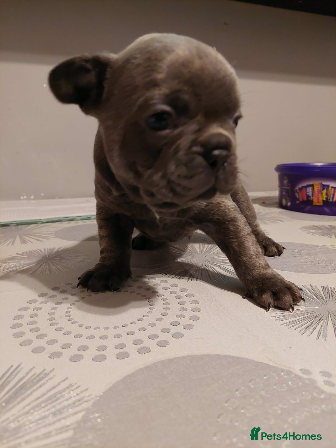 French Bulldog dogs for sale: Beautiful KC registered French Bulldog Puppies - Advert 10
