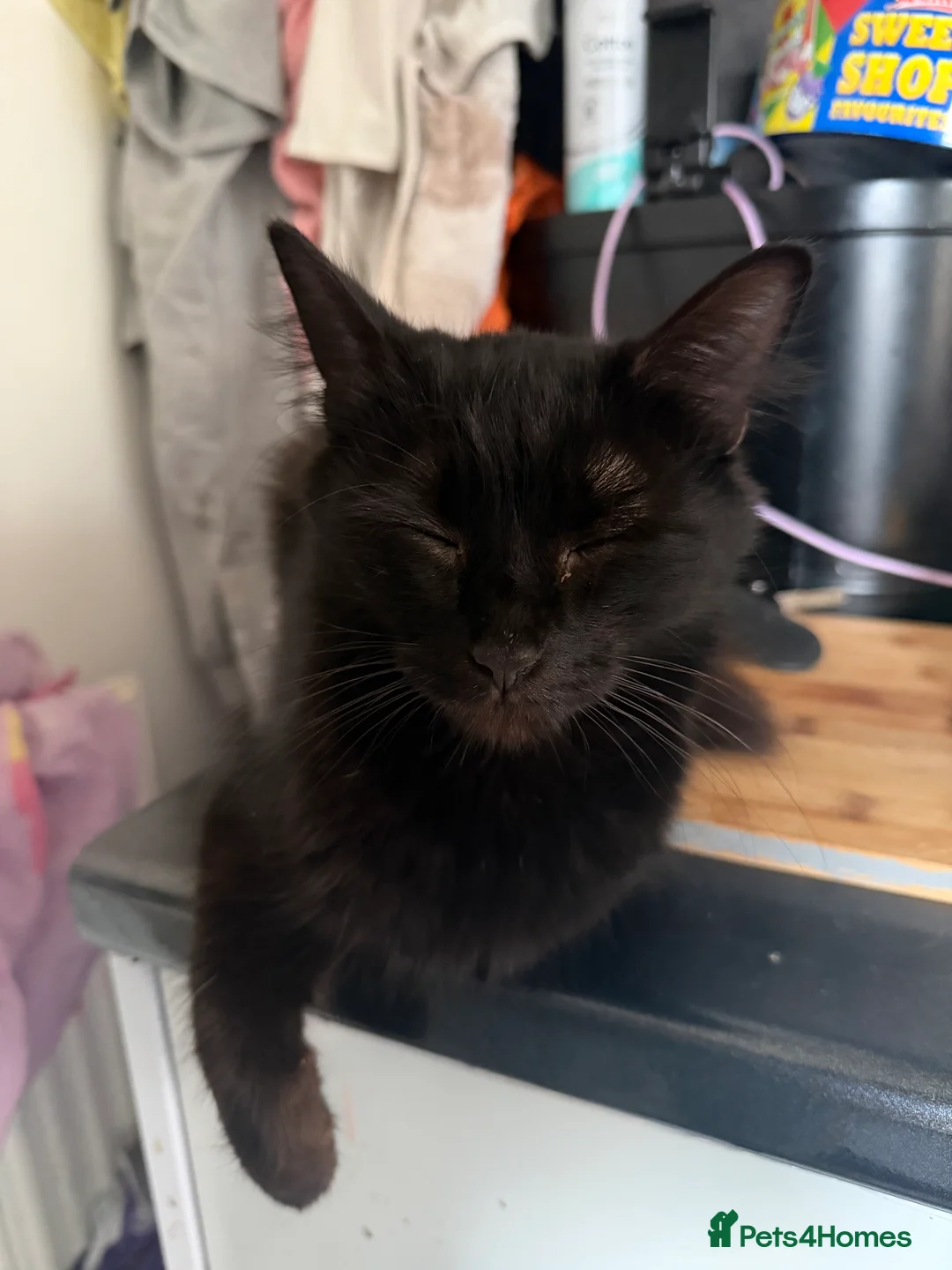 Mixed Breed cats for sale: Mixed breed , black and tuxedo kittens  in Leeds - Advert 2