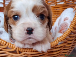 Cavalier King Charles Spaniel dogs KCC spaniels 1boy left health tested parents - Advert 14