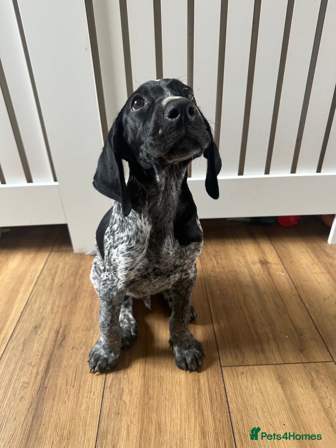 German Shorthaired Pointer dogs for sale: KC reg German shorthaired pointer puppy - Image 1