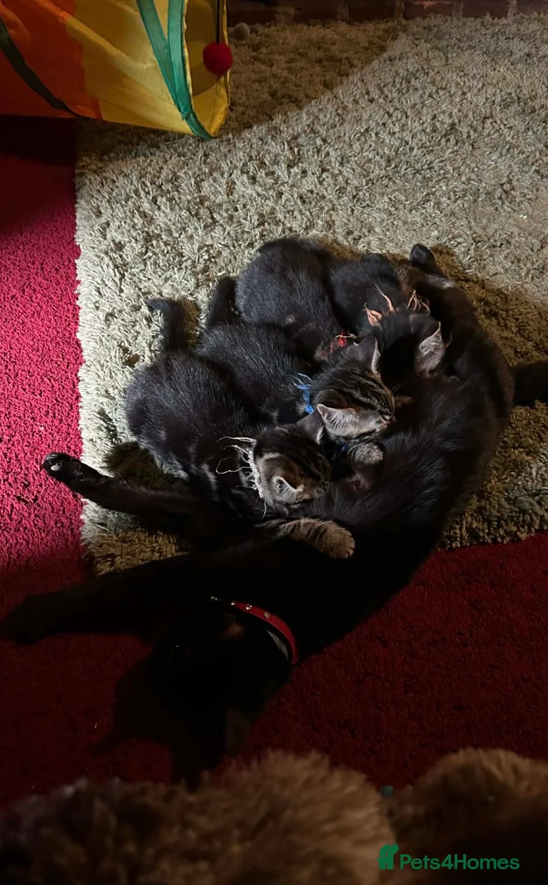 Mixed Breed cats for sale: Male Pure Tabby Kitten  - Advert 2