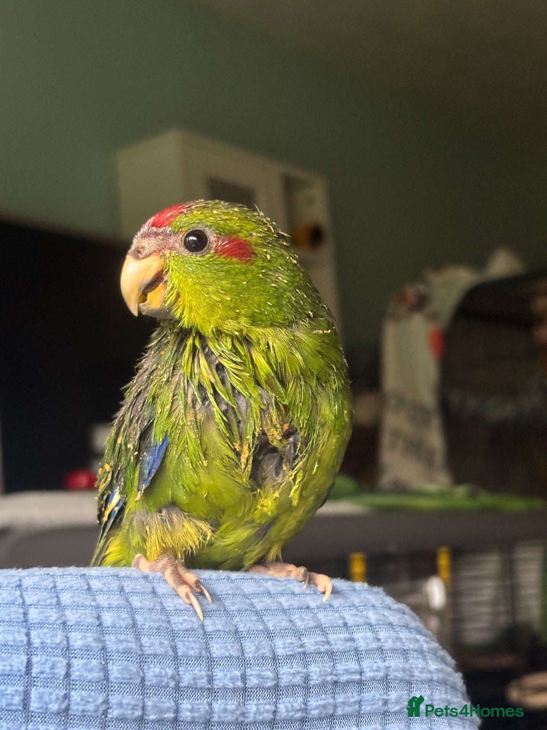 Parakeets birds for sale: Kakarikis - Advert 1