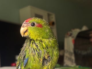 Parakeets birds Kakarikis - Advert 2