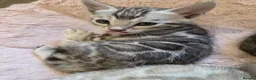Bengal cats for sale: Pure Bengals Stunning Colour-ready for rezervation - Advert 21