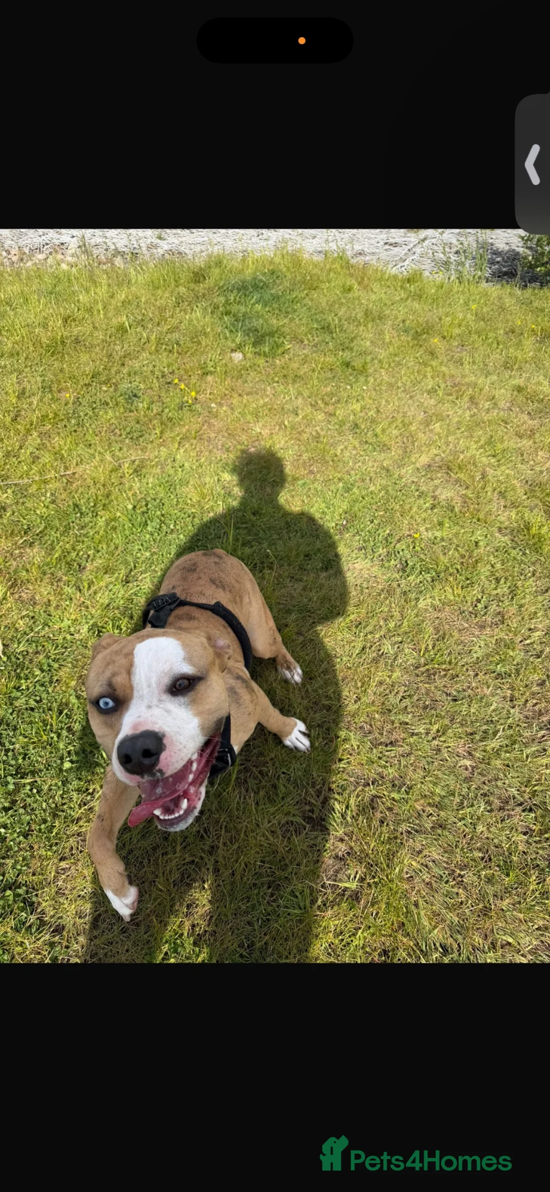 Mixed Breed dogs for sale: Xl cross Staffordshire Bull Terrier in Grimsby - Advert 2