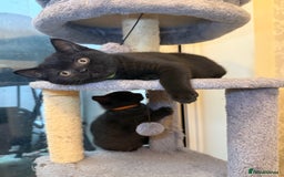 British Shorthair cats for sale: Only 2 girls left ready to go BBSH - Image 1