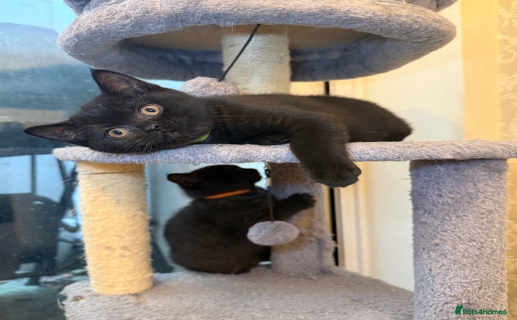 British Shorthair cats for sale - Advert 1