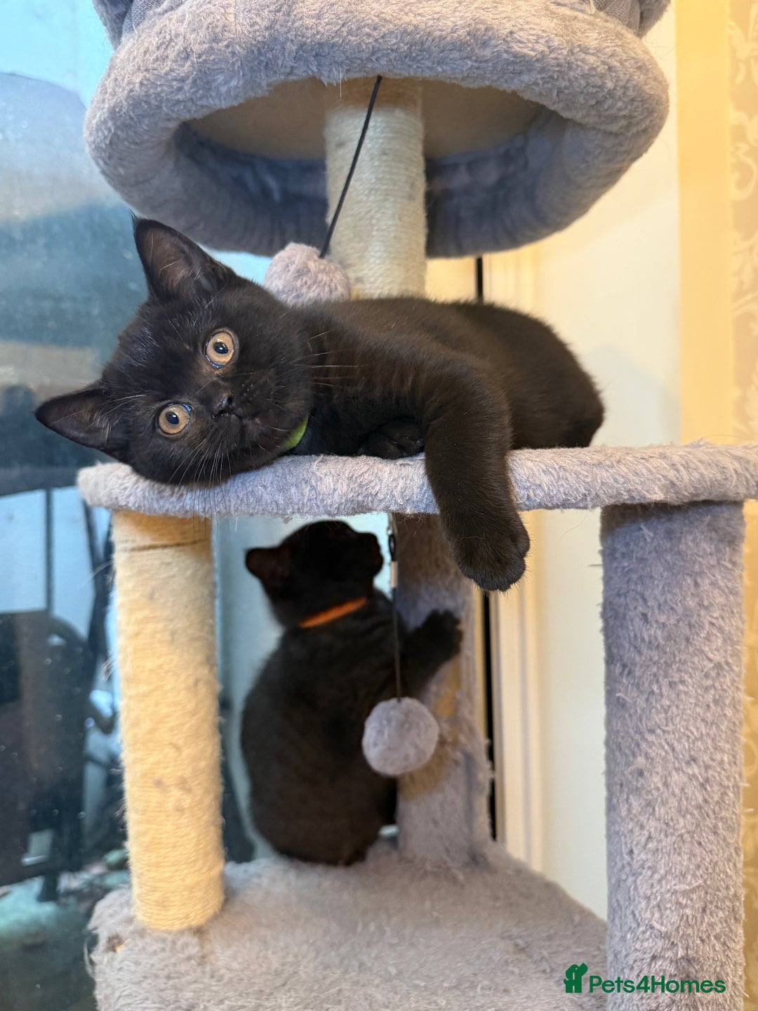 British Shorthair cats for sale: Only 2 girls left ready to go BBSH - Image 1