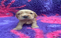 Cocker Spaniel dogs for sale: KC Reg Show Type Golden Cocker Spaniel puppies - Image 10