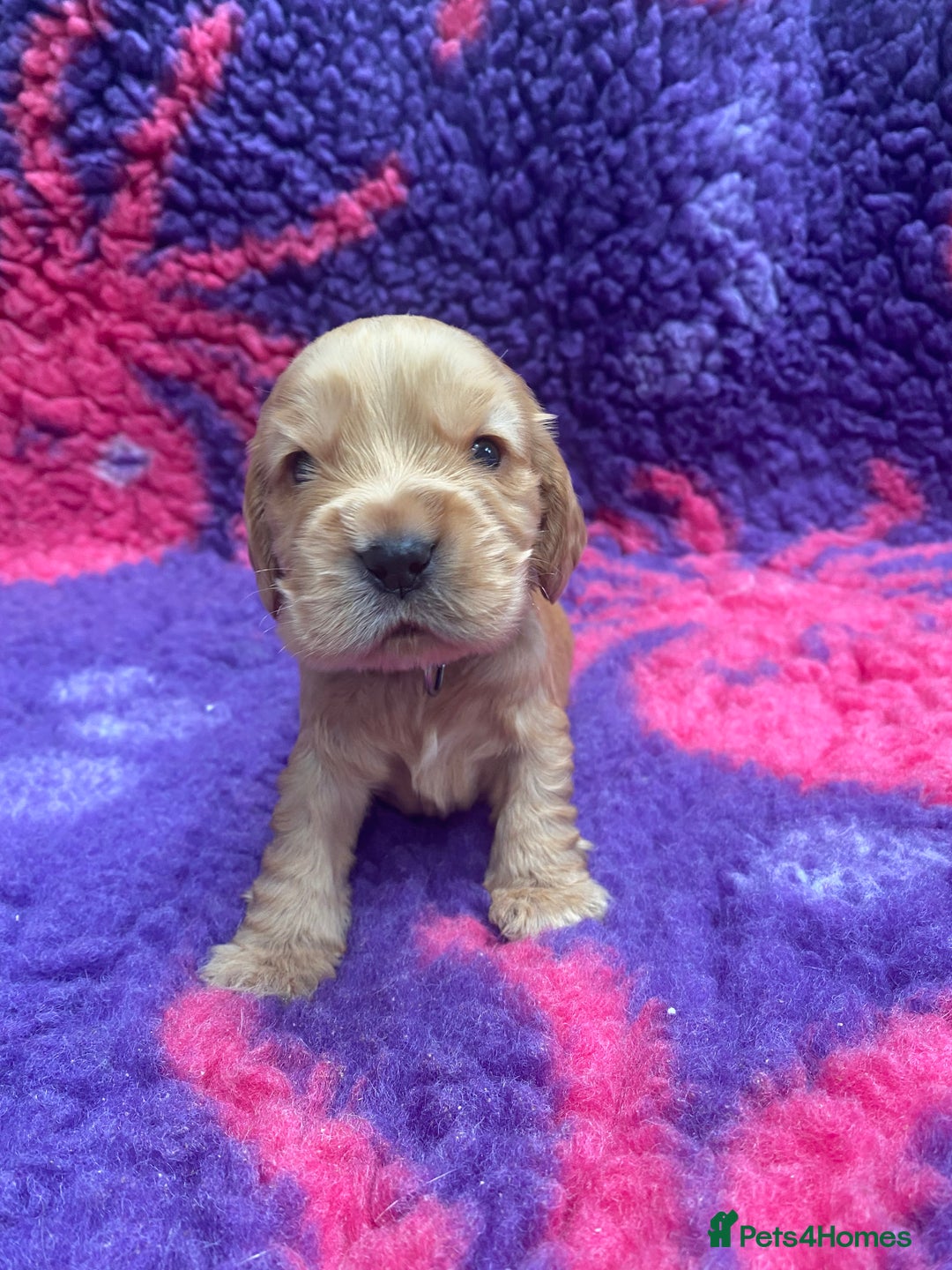 Cocker Spaniel dogs for sale: KC Reg Show Type Golden Cocker Spaniel puppies - Image 10
