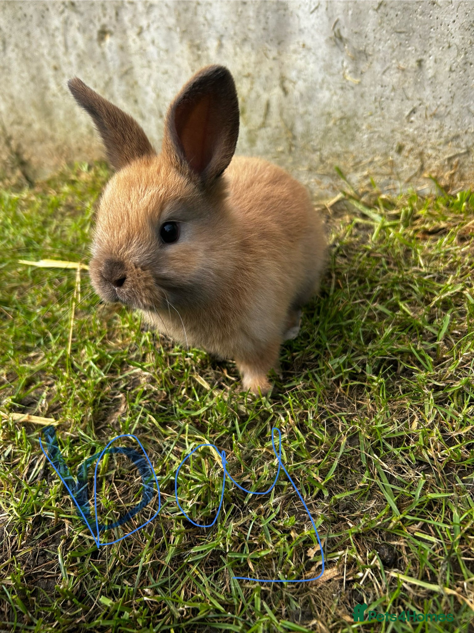 Mixed Breed rabbits Mini lop x  - Advert 1